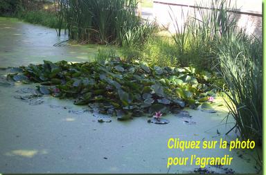 Cliquez pour agrandir l'image Cliquez pour agrandir l'image